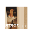 三毛猫チャーリー（個別スタンプ：7）