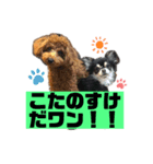 小太之助スタンプ（個別スタンプ：1）
