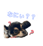 小太之助スタンプ（個別スタンプ：6）