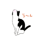白黒ねこハチワレ（個別スタンプ：1）