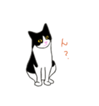 白黒ねこハチワレ（個別スタンプ：2）