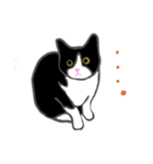 白黒ねこハチワレ（個別スタンプ：7）