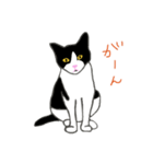 白黒ねこハチワレ（個別スタンプ：8）