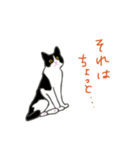 白黒ねこハチワレ（個別スタンプ：10）