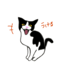 白黒ねこハチワレ（個別スタンプ：12）