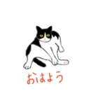 白黒ねこハチワレ（個別スタンプ：13）