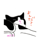 白黒ねこハチワレ（個別スタンプ：14）
