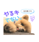 こいちゃんかうちゃん 2（個別スタンプ：4）