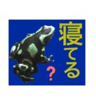 カエルとヤモリ？のスタンプ（個別スタンプ：8）