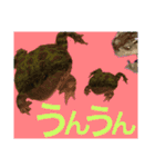 カエルとヤモリ？のスタンプ（個別スタンプ：15）