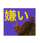 カエルとヤモリ？のスタンプ（個別スタンプ：18）