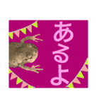 カエルとヤモリ？のスタンプ（個別スタンプ：19）