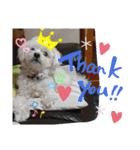 我が家の愛犬「チロ」（個別スタンプ：1）