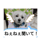 我が家の愛犬「チロ」（個別スタンプ：3）
