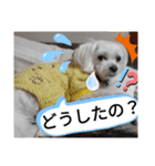 我が家の愛犬「チロ」（個別スタンプ：4）