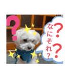 我が家の愛犬「チロ」（個別スタンプ：5）
