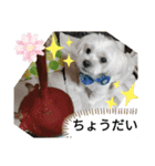 我が家の愛犬「チロ」（個別スタンプ：6）