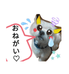 我が家の愛犬「チロ」（個別スタンプ：7）