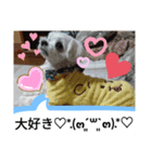 我が家の愛犬「チロ」（個別スタンプ：8）