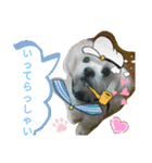 我が家の愛犬「チロ」（個別スタンプ：9）