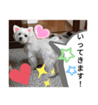 我が家の愛犬「チロ」（個別スタンプ：10）