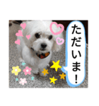 我が家の愛犬「チロ」（個別スタンプ：11）