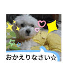 我が家の愛犬「チロ」（個別スタンプ：12）