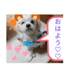 我が家の愛犬「チロ」（個別スタンプ：14）