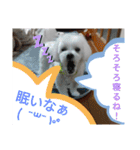 我が家の愛犬「チロ」（個別スタンプ：15）