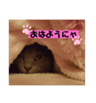 モモちゃん！！（個別スタンプ：5）