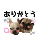 フレブルとパグ♡BONDEN♡（個別スタンプ：7）