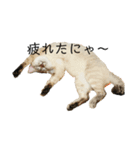 ツナときなこ（個別スタンプ：2）