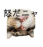 ツナときなこ（個別スタンプ：7）