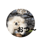 まるいおもち。（個別スタンプ：1）