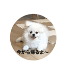 まるいおもち。（個別スタンプ：3）