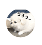 まるいおもち。（個別スタンプ：4）