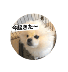 まるいおもち。（個別スタンプ：11）
