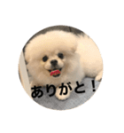 まるいおもち。（個別スタンプ：13）