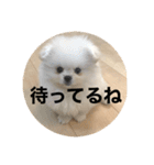 まるいおもち。（個別スタンプ：16）