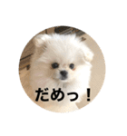 まるいおもち。（個別スタンプ：17）