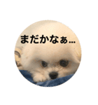 まるいおもち。（個別スタンプ：19）