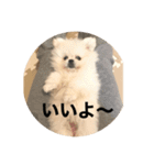 まるいおもち。（個別スタンプ：20）