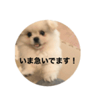 まるいおもち。（個別スタンプ：22）