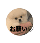 まるいおもち。（個別スタンプ：23）