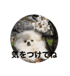 まるいおもち。（個別スタンプ：24）