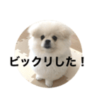 まるいおもち。（個別スタンプ：25）