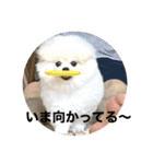 まるいおもち。（個別スタンプ：26）