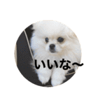 まるいおもち。（個別スタンプ：29）
