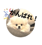 まるいおもち。（個別スタンプ：30）