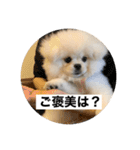 まるいおもち。（個別スタンプ：35）